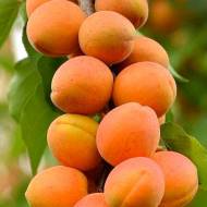 Саженец Абрикос колоновидный Кампанило